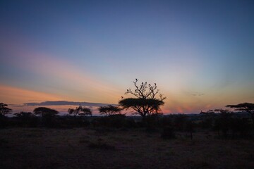 Spectacular Sunburst and Acacia Tree Silhouette at Dawn in the Savanna, Tanzania