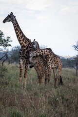 A Family of Giraffes Interacting in the Dry Grasslands of the African Savannah