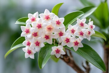 Obraz premium Hoya wax plant flowers blooming in a cluster