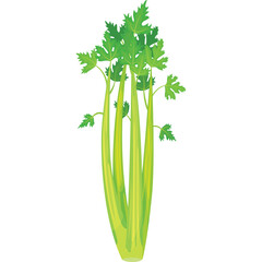 Fresh Green Celery Stalks With Feathery Leaves Isolated on White Background Healthy Vegetable Food