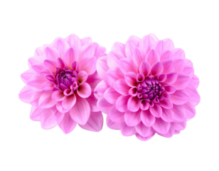 Two vibrant pink dahlia flowers, side-by-side, showcase intricate petal arrangements against a stark black backdrop