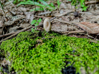 Mushroom Coprinellus domesticus grows on mossy wood in a humid forest. Known as a wood-decaying fungus, this species plays an essential role in natural organic decomposition.
