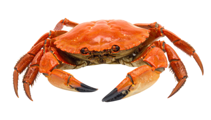 Vivid close-up of a cooked, orange crab with black claws against a stark black backdrop