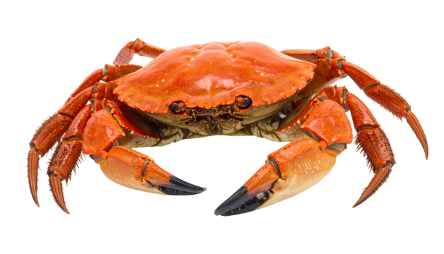 Vivid close-up of a cooked, orange crab with black claws against a stark black backdrop