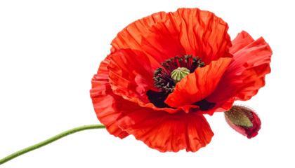 Vivid close-up of a red poppy flower with a bud on a stark black background, petals ruffled