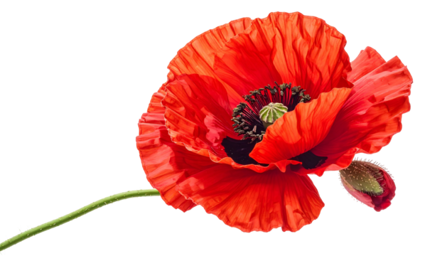 Vivid close-up of a red poppy flower with a bud on a stark black background, petals ruffled