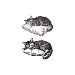 Vintage hand-drawn illustration of a sleeping striped cat on a pillow. Detailed ink sketch of a domestic tabby feline resting peacefully