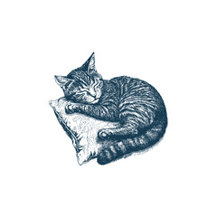 Vintage hand-drawn illustration of a sleeping striped cat on a pillow. Detailed ink sketch of a domestic tabby feline resting peacefully