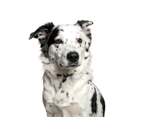 Spotted dog with dark eyes looks directly towards the viewer on a black background