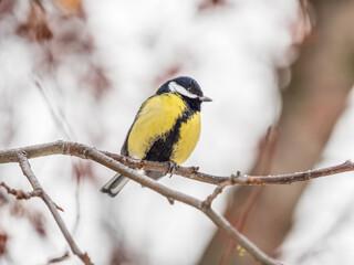 Cute bird Great tit, songbird sitting on a branch without leaves in the autumn or winter.