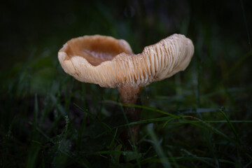 Hallimasch, auch  Honigpilz genannt, aus der Gattung Armillaria in der Seitenansicht auf einer Wiese