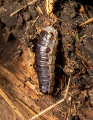 Cute caterpillars crawl playfully with colorful bodies, soft textures, and charming movements in nature.