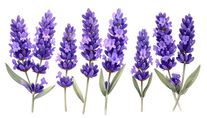 Vivid illustration of several sprigs of purple lavender flowers against a stark black background