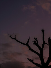 silhouette of tree