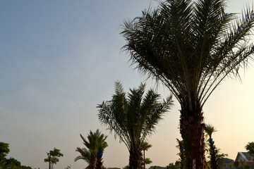 Silhouette of palm tree fronds against a serene pastel sky at dusk, creating a minimalist tropical scene. The gentle gradient from blue to peach creates a peaceful backdrop for the sharp dark leaves