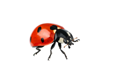 Vivid red ladybug with black spots on a stark black backdrop, captured in a detailed close-up shot