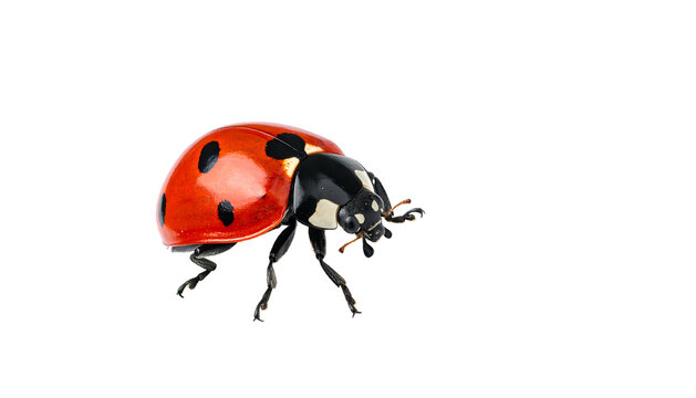 Vivid red ladybug with black spots on a stark black backdrop, captured in a detailed close-up shot