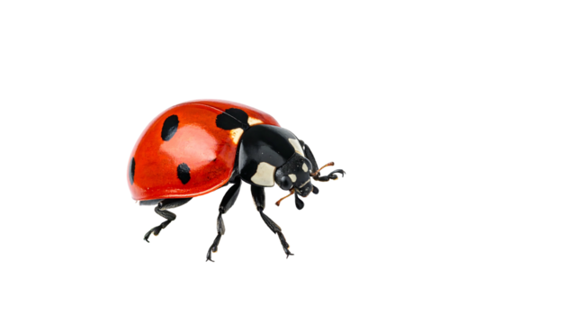 Vivid red ladybug with black spots on a stark black backdrop, captured in a detailed close-up shot