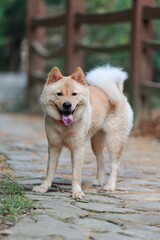 Obraz premium Cute yellow dog playing outdoors