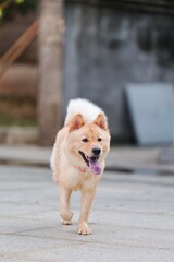 Cute yellow dog playing outdoors
