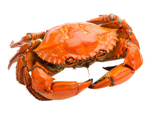 Steamed crab, orange hue, isolated on black background. Detail shot of texture and pincers