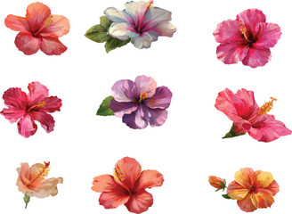 watercolor set of hibiscus flowers