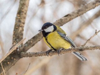 Obraz premium Cute bird Great tit, songbird sitting on a branch without leaves in the autumn or winter.