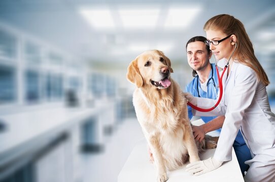 Veterinarian checks cute dog pet during appointment. - Powered by Adobe