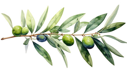 Watercolor painting of an olive branch with green and dark olives and slender leaves on a dark background