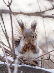 Fototapeta premium The squirrel with nut sits on tree in the winter or late autumn