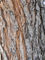 The texture of the bark of an old apple tree