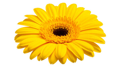 Vivid, yellow gerbera daisy flower with dark center, radiating petals on black. Isolated bloom, bright, close-up shot