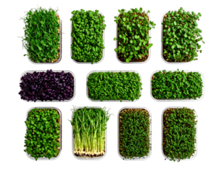 Various microgreens in rectangular trays, top view, showcasing different textures and colors against a dark backdrop