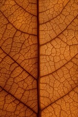 Detailed macro photograph of an autumn leaf showing intricate vein structure and rich orange-brown texture, capturing the delicate natural pattern and organic beauty of seasonal foliage in high defini