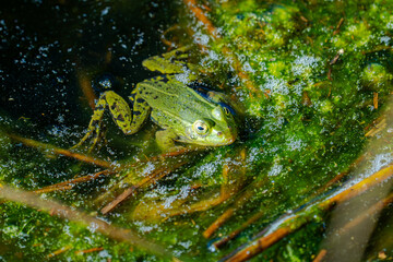 Zwischen Schilf und schimmerndem Grün ruht der kleine Wasserwächter – ein Frosch, fast eins mit seinem Reich aus Algen und Licht. Kaum ein Laut, nur das leise Blubbern der Oberfläche und das Spiel der