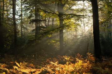 Fototapeta premium Nastrojowe zdjęcie przedstawiające las bukowy w jesiennej scenerii, otulony delikatną mgłą. Ciepłe barwy liści, miękkie światło i tajemnicza atmosfera tworzą melancholijny, spokojny klimat jesieni