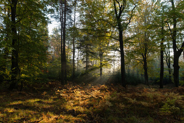 Nastrojowe zdjęcie przedstawiające las bukowy w jesiennej scenerii, otulony delikatną mgłą. Ciepłe barwy liści, miękkie światło i tajemnicza atmosfera tworzą melancholijny, spokojny klimat jesieni