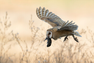 American barn owl (Tyto furcata) with prey in mouth in flight in beautiful light.