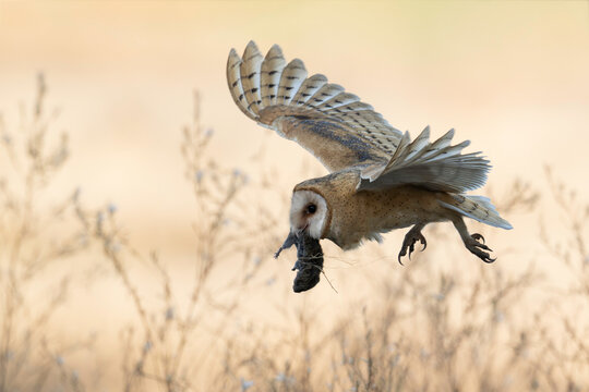 American barn owl (Tyto furcata) with prey in mouth in flight in beautiful light.