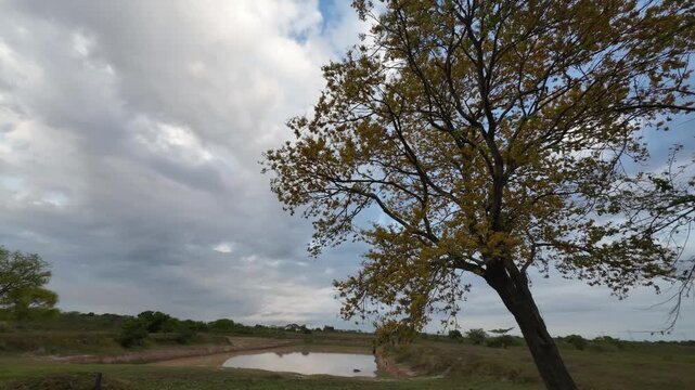 Venezuelan national tree (Handroanthus chrysanthus) in full yellow bloom, leaning over a watering hole on the vast, earthy plains.