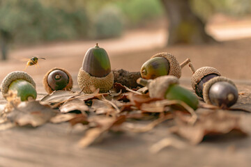 Acorns on a wooden surface surrounded by dried oak leaves, with a wasp hovering above in an outdoor...