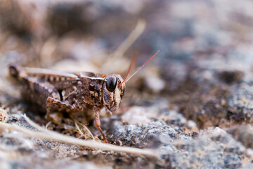 Small brown grasshopper blending into its rocky, earthy environment, showcasing excellent natural camouflage