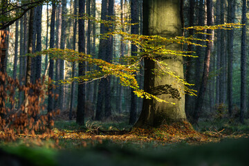 Nastrojowe zdjęcie przedstawiające las bukowy w jesiennej scenerii.  Ciepłe barwy liści, miękkie światło i tajemnicza atmosfera tworzą melancholijny, spokojny klimat jesieni