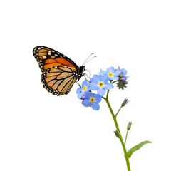 Fototapeta premium Vibrant monarch butterfly lands delicately on tiny blue forget-me-not flowers, nature's gentle kiss