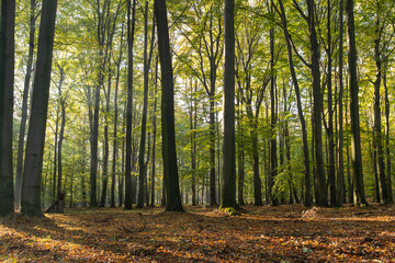 Nastrojowe zdjęcie przedstawiające las bukowy w jesiennej scenerii, otulony delikatną mgłą. Ciepłe barwy liści, miękkie światło i tajemnicza atmosfera tworzą melancholijny, spokojny klimat jesieni