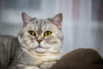 Scottish Cat Grey Close-Up. High quality photo