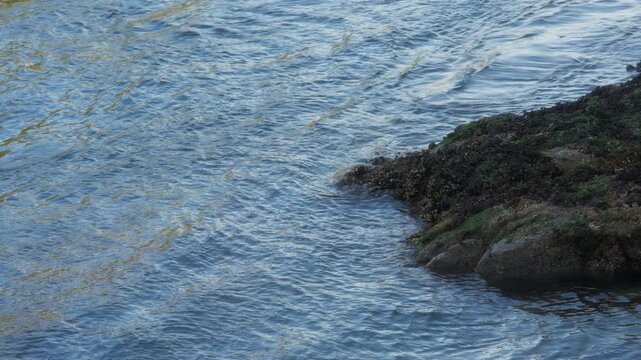 Ocean water splashes over mossy rocks full of barnacles