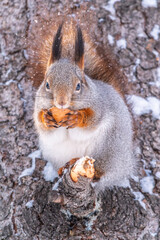 The squirrel with nut sits on tree in the winter or late autumn