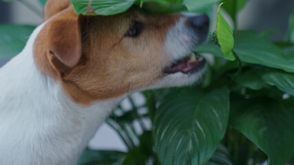 Small dog sniffing and biting potted green plant . Concept of pet curiosity, home life and plant safety