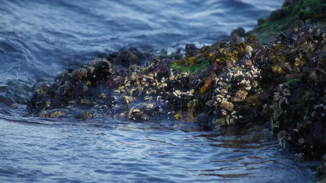 Ocean water splashes over mossy rocks full of barnacles